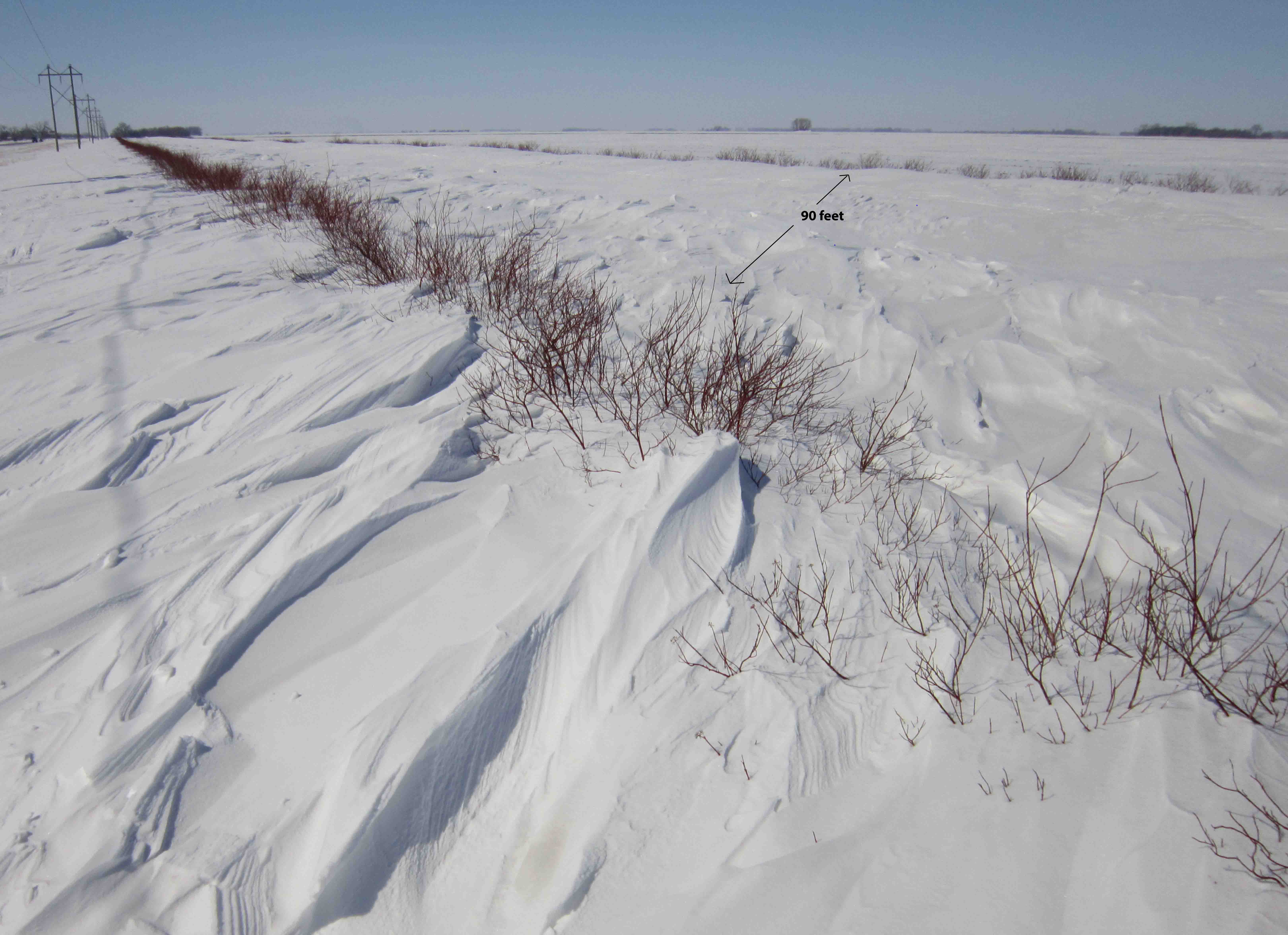 Living snow fence in field on Highway 210 with trees and shrubs.